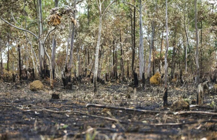 Queimadas continuam altas em 2025; Cerrado concentra maior parte dos incêndios