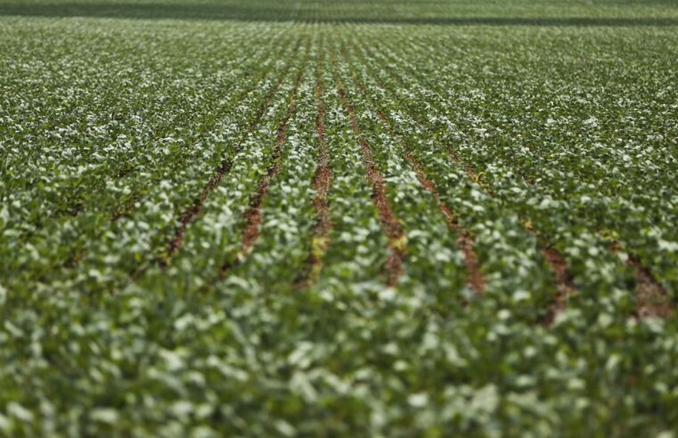 Soja condições climáticas e preços baixos prejudicam produtores brasileiros.