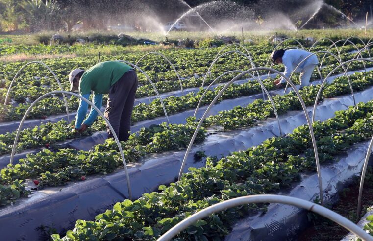 Crédito rural: desembolso chega a R$ 373,4 bilhões em onze meses.