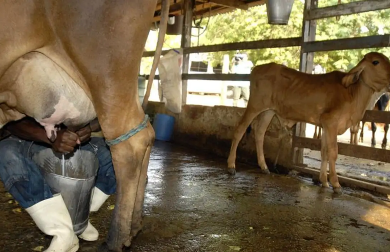 Aumento da importação e baixa competitividade causam crise na produção leiteira no Brasil.