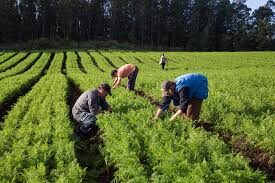 Garantia-Safra 20202021 Ministério da Agricultura abre prazo para agricultores familiares