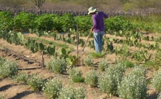 Seguro rural tem adesão de quase 10 mil produtores do Pronaf