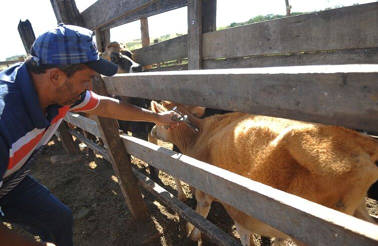 MG Segunda etapa de vacinação contra febre aftosa atinge índice de 97,5%