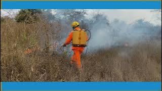 Trabalho duro dos Bombeiros no combate à incêndios em vegetação