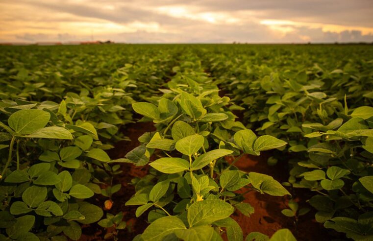Lavouras de soja progridem como esperado e Brasil deve bater recorde em 2026
