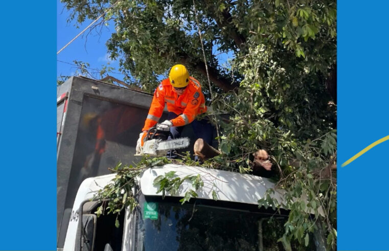 Árvore cai em cima de caminhão