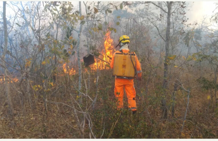 Bombeiros combatem incêndio em vegetação em área urbana