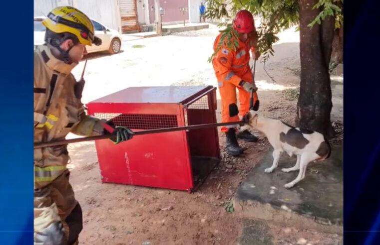 Cachorra ataca pedestres no Bairro Brasilina. Bombeiros foram acionados