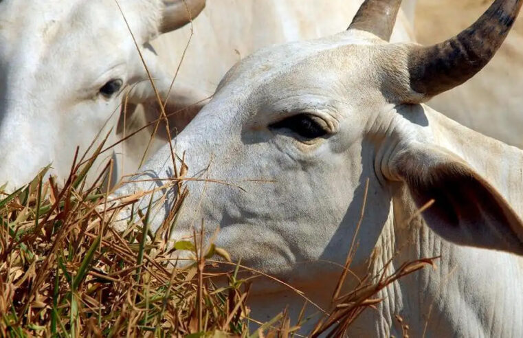 Carne bovina: abate aumentou 24,6% no 1º trimestre de 2024.