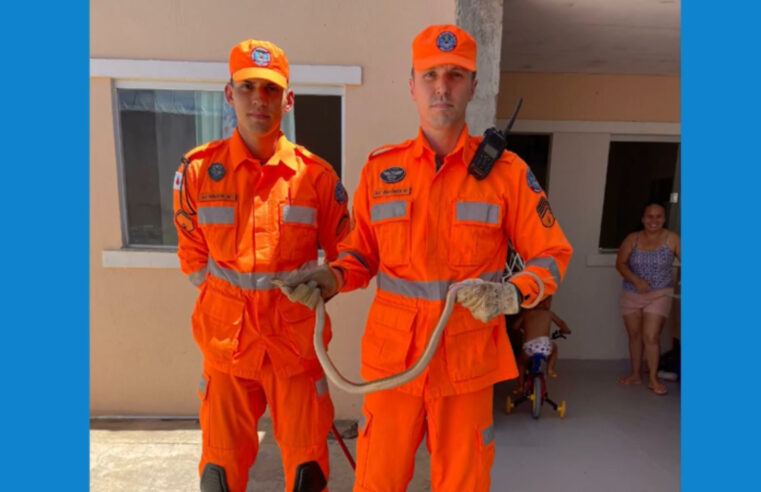 Bombeiros capturam cobra em residência