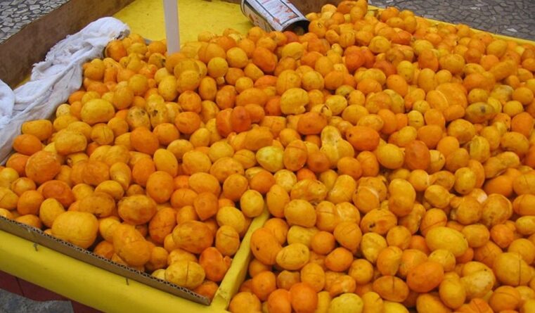 Produtores de frutas do Norte de Minas pedem apoio ao governo Federal.