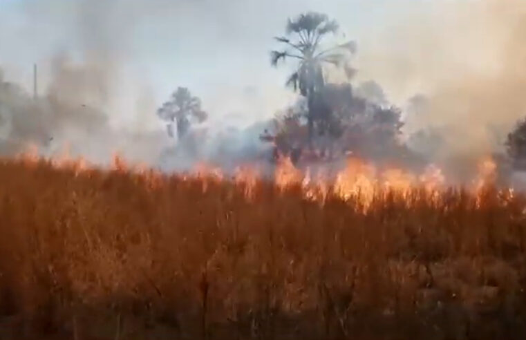 Fogo destrói área de vereda em Cônego Marinho