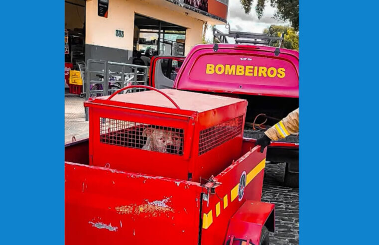 Bombeiros recolhem pitbull que causava medo na cidade