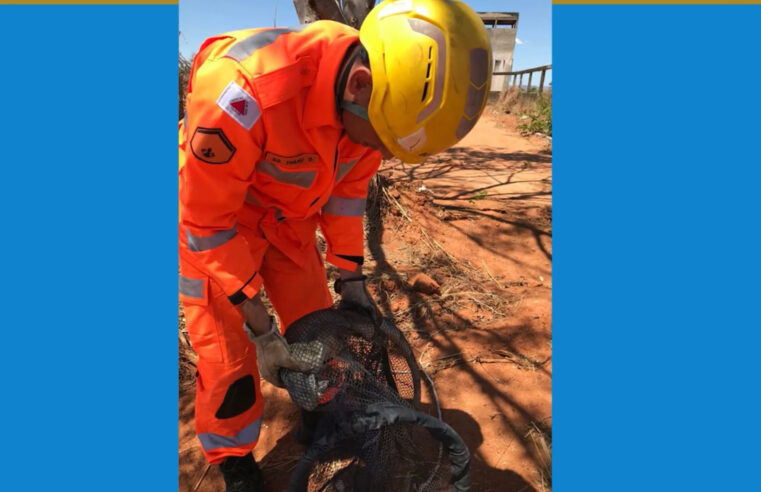 Bombeiros fazem resgate de macaco na cidade