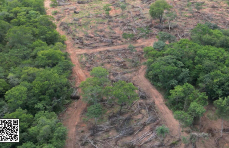 SEMAD aplica multas por desmatamento ilegal em Januária