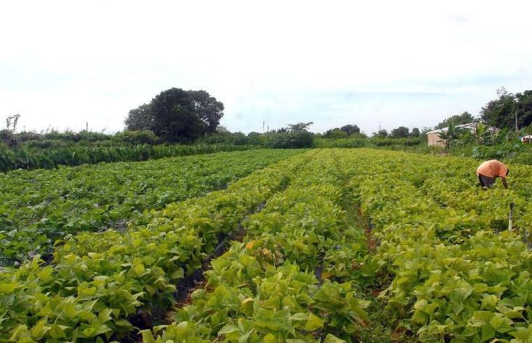 Fertilizantes Preços registram queda em junho.