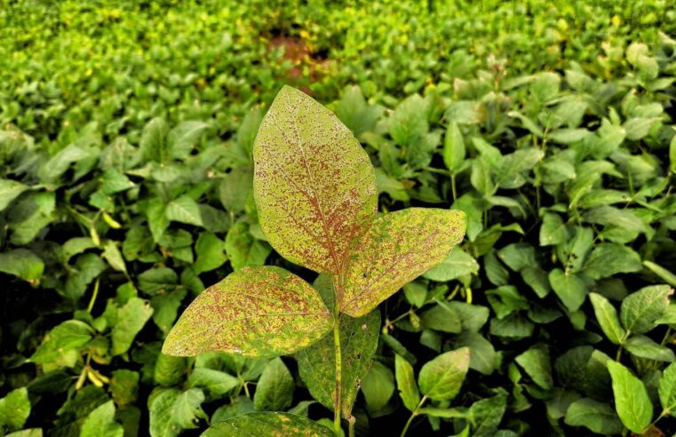 Mapa cria canal exclusivo para registro de suspeitas de novas pragas agrícolas