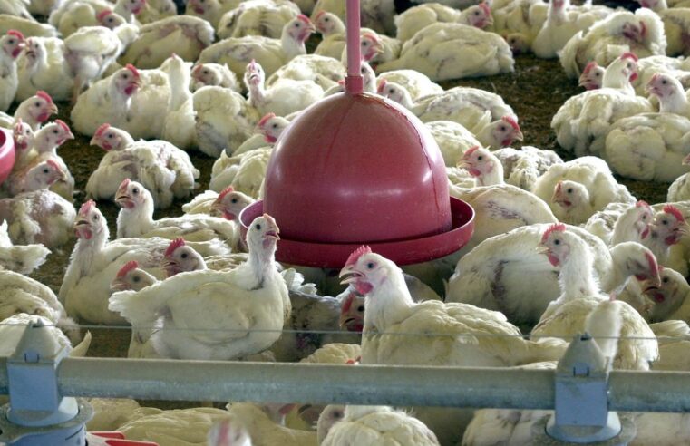 Soja e carnes estão entre os produtos brasileiros mais exportados pelo País em 2022.