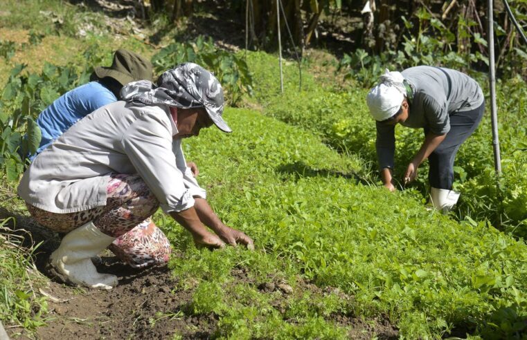 Embrapa lança guias para orientar produtores rurais a identificar pragas em lavouras de hortaliças