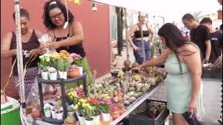 Alegria da cidade no Festival das Flores