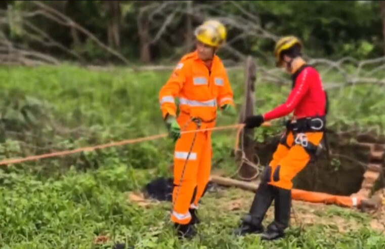 Bombeiros capturam répteis em cisterna