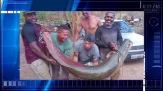Pirarucu de mais de 2 metros e aproximadamente 78 kg é capturado no rio São Francisco