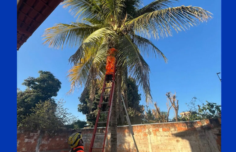 Gato é resgatado após cinco dias em coqueiro