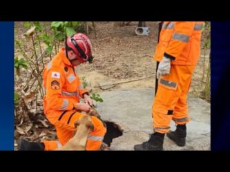 Filhotes de cachorro são resgatados após caírem em fossa