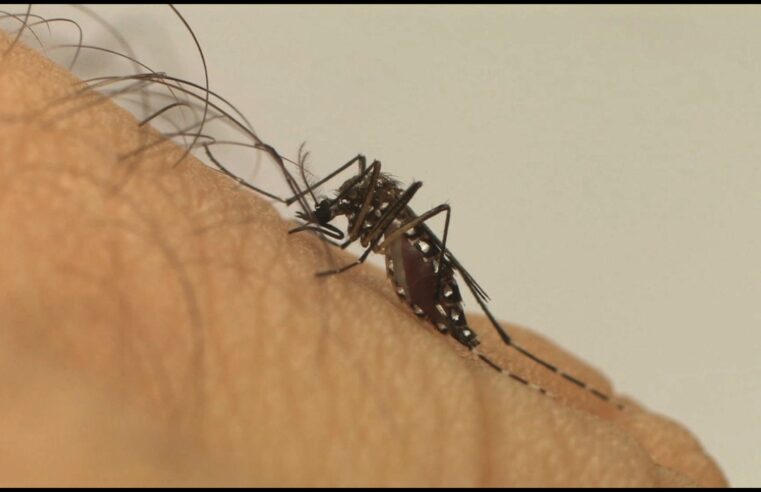 Ministério da Saúde lança a Campanha Nacional de Combate ao Aedes aegypti.