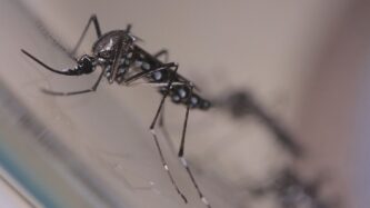 Brasil registra mais de 920 mil casos prováveis de dengue e 184 mortes em 2024.