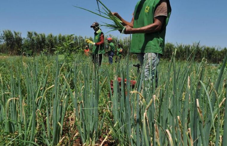 Ministério da Agricultura libera R$ 74 milhões em recursos do Garantia-Safra