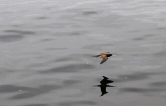 Gripe aviária: número de países que restringem carne de ave do Brasil chega a 21