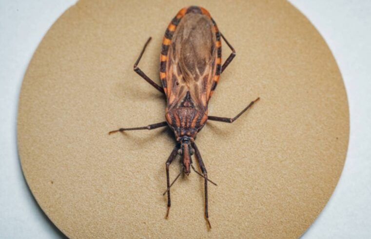 Doença de Chagas: surto em Ananindeua (PA) acende alerta para prevenção da contaminação oral no Brasil