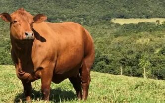 Boi gordo mantém preço estável , com arroba a R$ 381,40