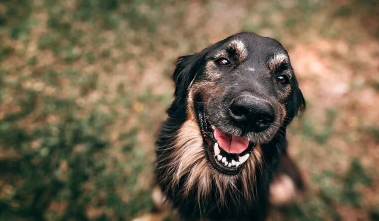 2ª Etapa de Castrações de Cães e Gatos em São Francisco