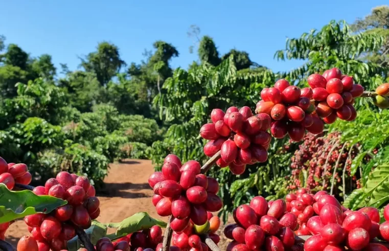 Preço do café apresenta queda, nesta segunda-feira (12); saca do arábica é vendida a R$ 2.553