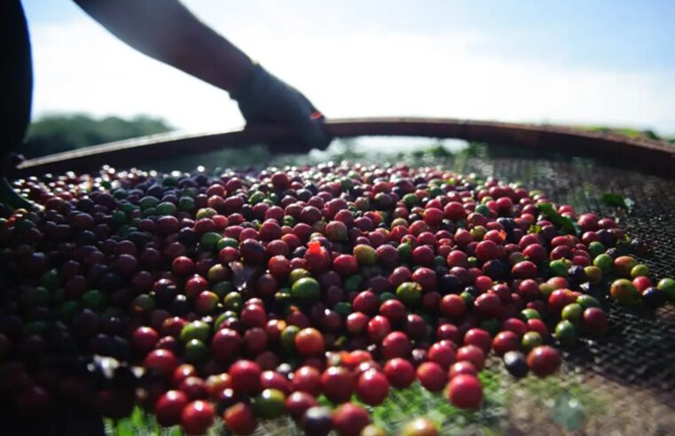 Frio deixa produtores de café em alerta.