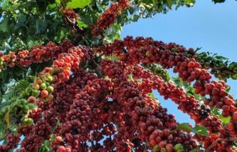 Café robusta tem alta no preço e saca de 60 kg custa R$ 1.813