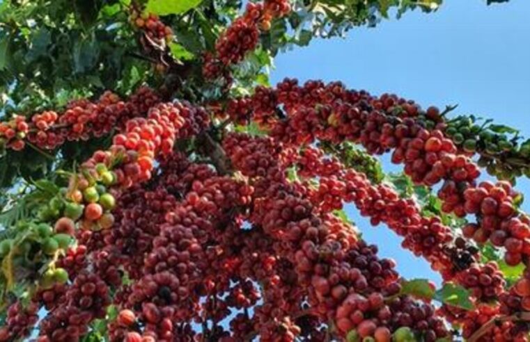 Café hoje: confira as cotações para terça-feira (11)