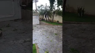 Vendaval e forte chuva passa por Januária e causa estragos