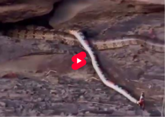 Cobra engolindo cobra na Cais da cidade