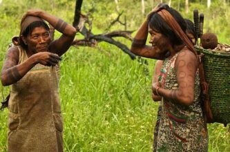 Castanha do Brasil produzida pelos povos Mẽbêngôkre-Kayapó é exportada para a Inglaterra com apoio da ApexBrasil.