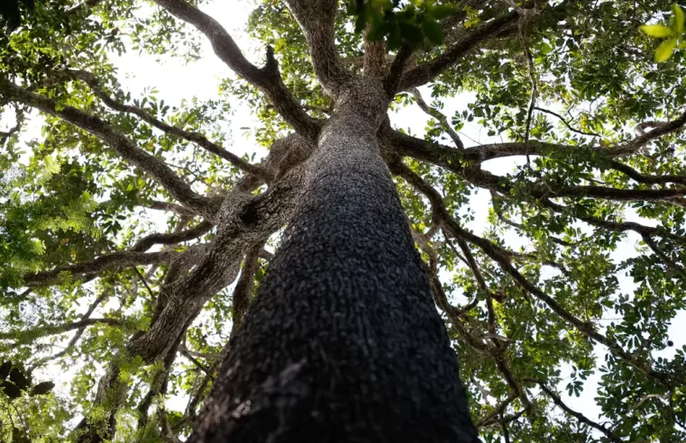 Nova Lei Geral de Licenciamento Ambiental compromete autonomia municipal, alerta CNM