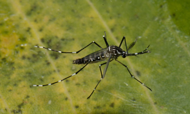 Risco de hospitalização de diabéticos com dengue é de 63% contra 38% entre os demais pacientes.