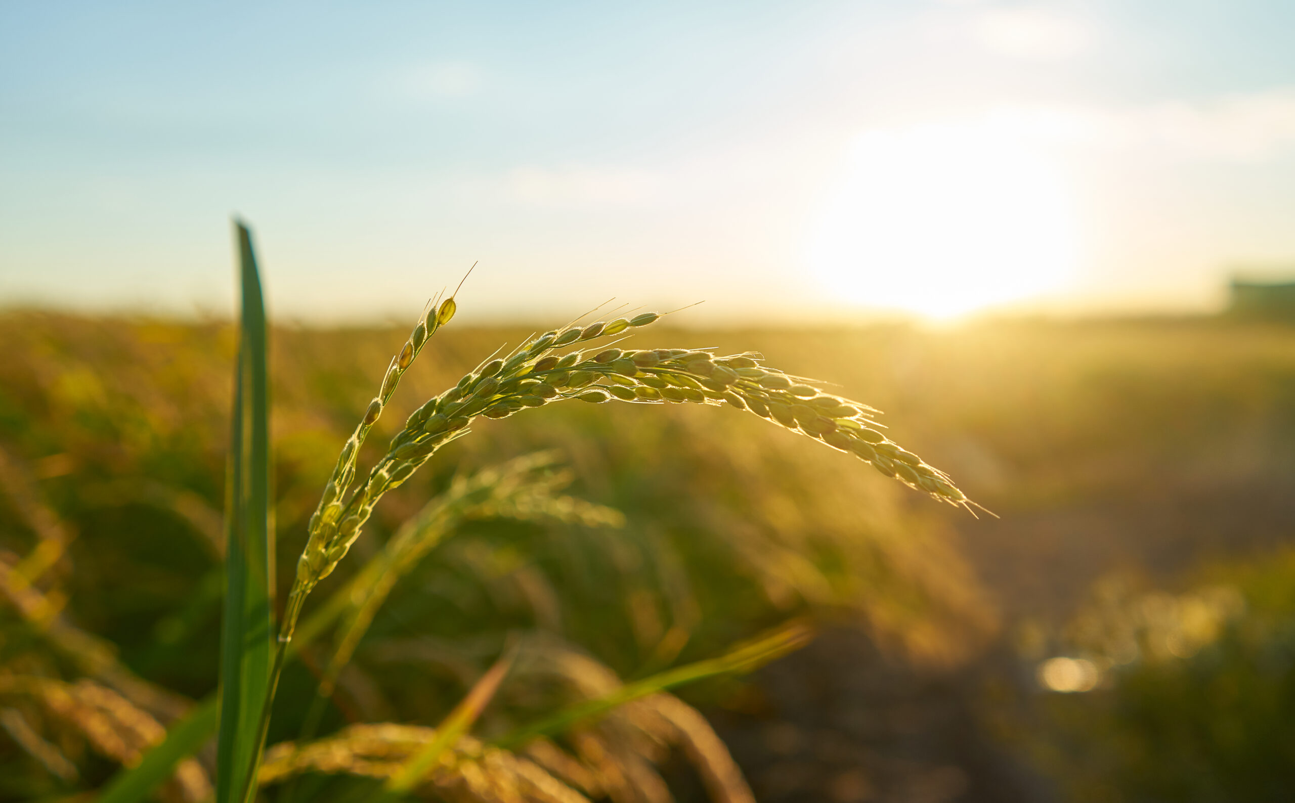 Prazo para produtores rurais emitirem o CCIR vai até 18 de julho, alerta Confederação da Agricultura e Pecuária do Brasil (CNA).