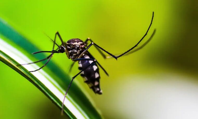 Brasil contabiliza mais de 2,4 milhões de casos de dengue.