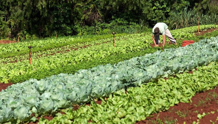 Garantia-Safra mais de 39 mil agricultores familiares receberão benefício em março.