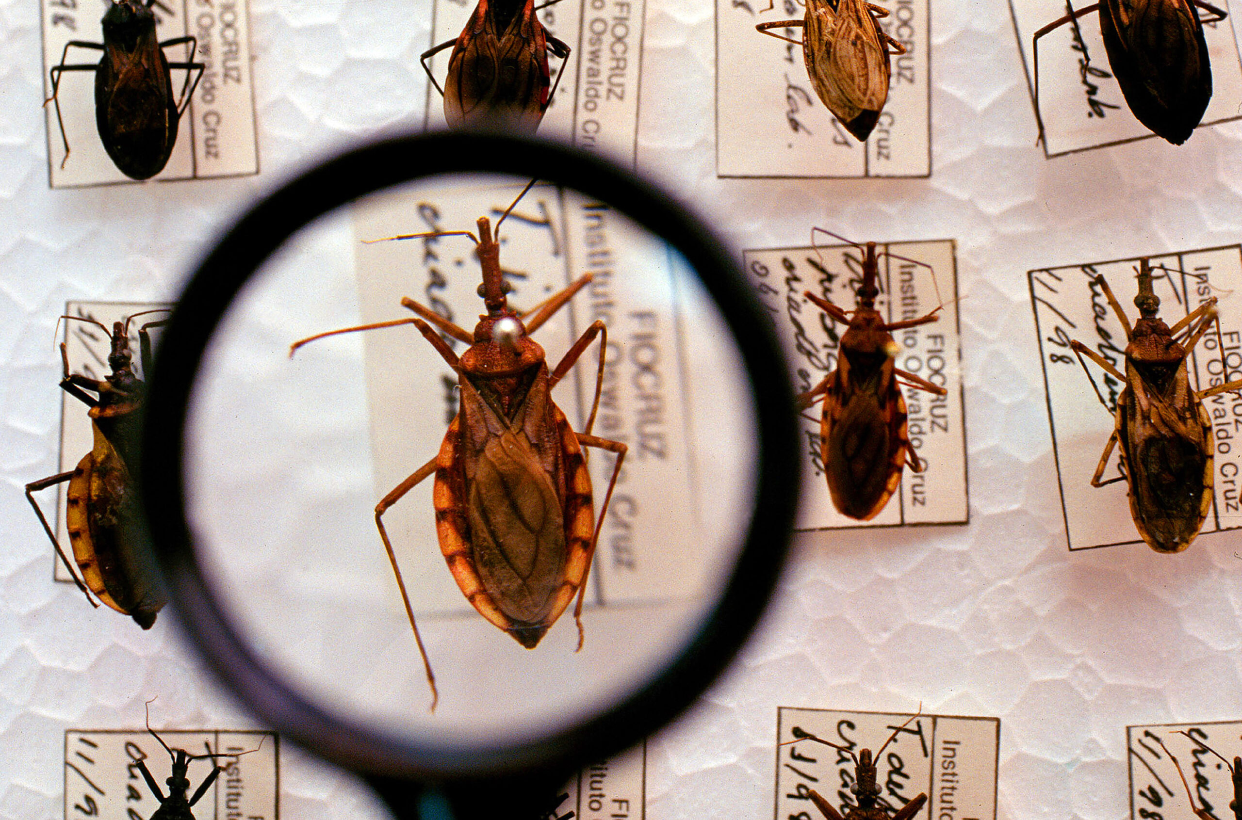 DOENÇA DE CHAGAS: Brasil não sabe ao certo quantos sofrem com doença