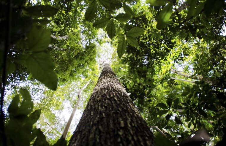 Licenciamento ambiental: demora para análise atrapalha setor produtivo.