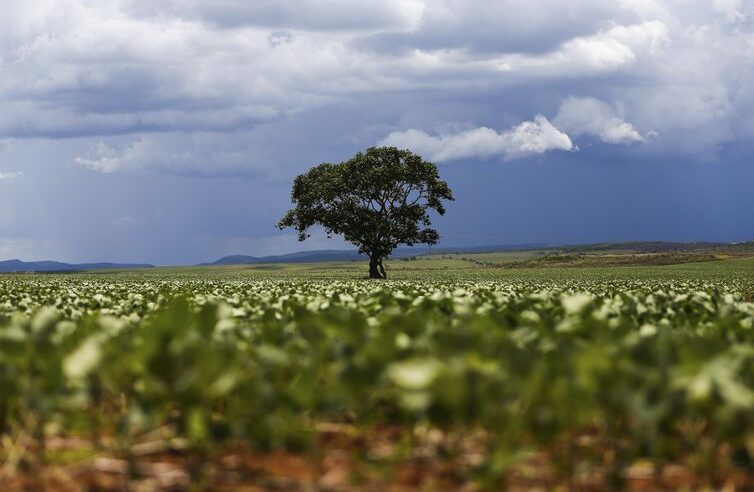 Calendário de semeadura de soja para a safra 2023/2024 já começou em alguns estados.